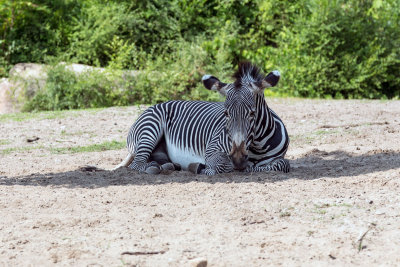 Zebra _C7A5326.jpg