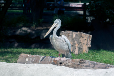 _C7A5356.jpg
