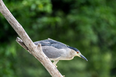 Night Heron _C7A5372.jpg
