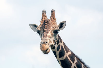 Giraffe _C7A5385.jpg