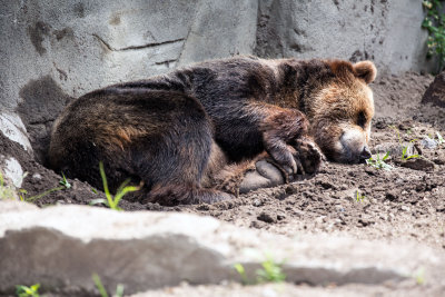Bear _C7A5389.jpg