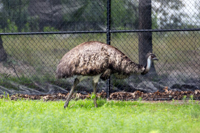 Emu _C7A5391.jpg