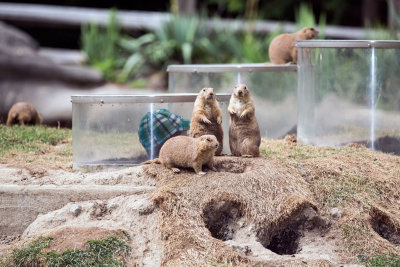 prairie dog _C7A5404.jpg