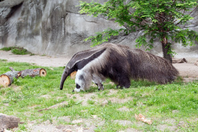 Ant Eater _C7A5418.jpg