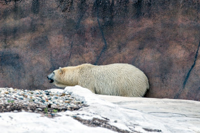 Polar Bear _C7A5432.jpg