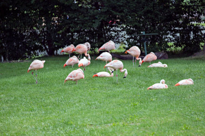 Flamingo _C7A5436.jpg