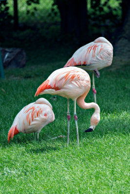 Flamingo _C7A5438.jpg