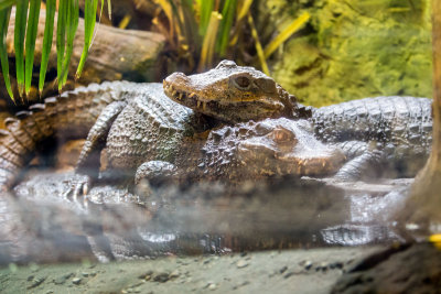 Gator _C7A5448.jpg