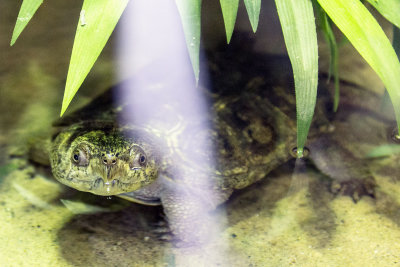 Frog _C7A5453.jpg