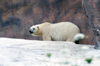 Polar Bear _C7A5433_1.jpg