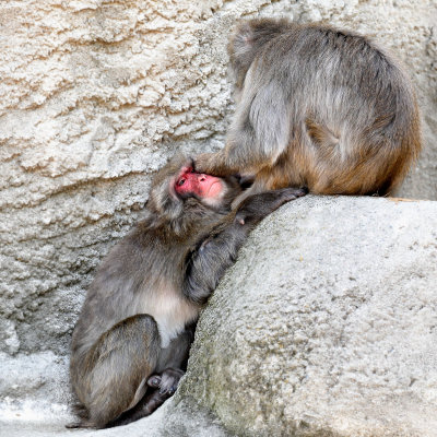 Monkey _C7A5294_1.jpg
