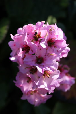 Sintra - Garden (flower)