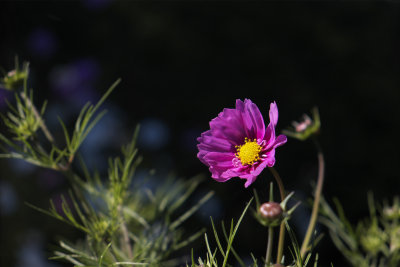 DSCF2631.jpg