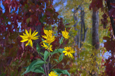 DSCF8930c.jpg