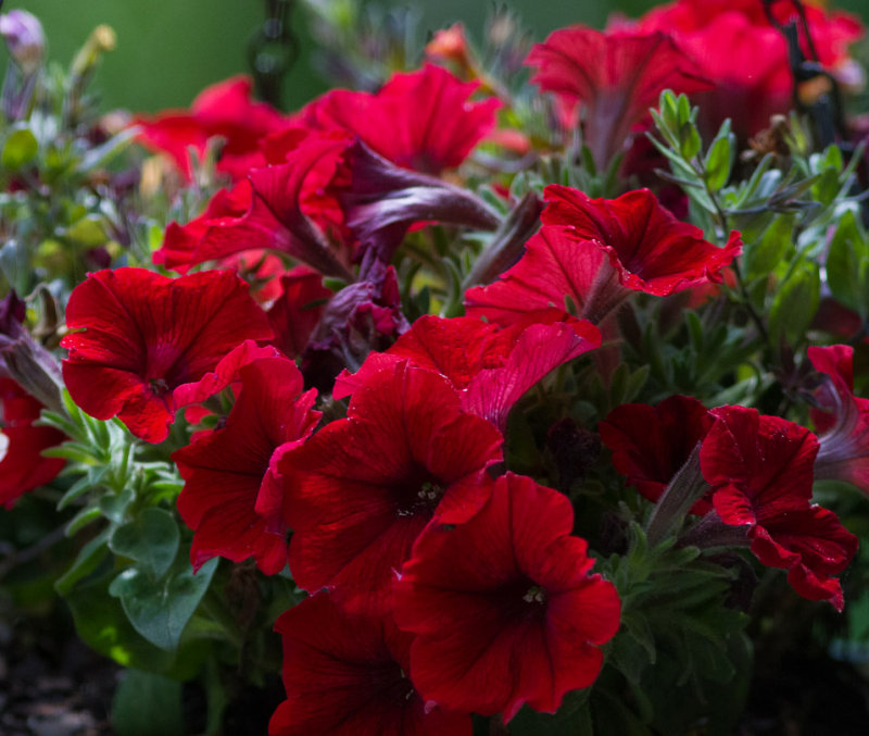 _MG_8068 Petunias in a basket from Sams Club