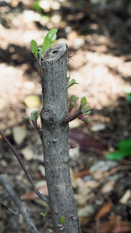 _6230033 New Growth on Rhododendron