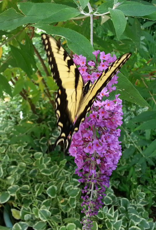 20130628_150132 First Butterfly