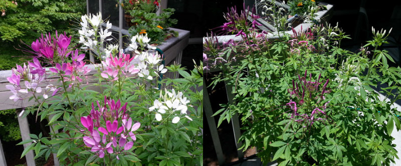 Fascinating Cleome Blossom Behavior