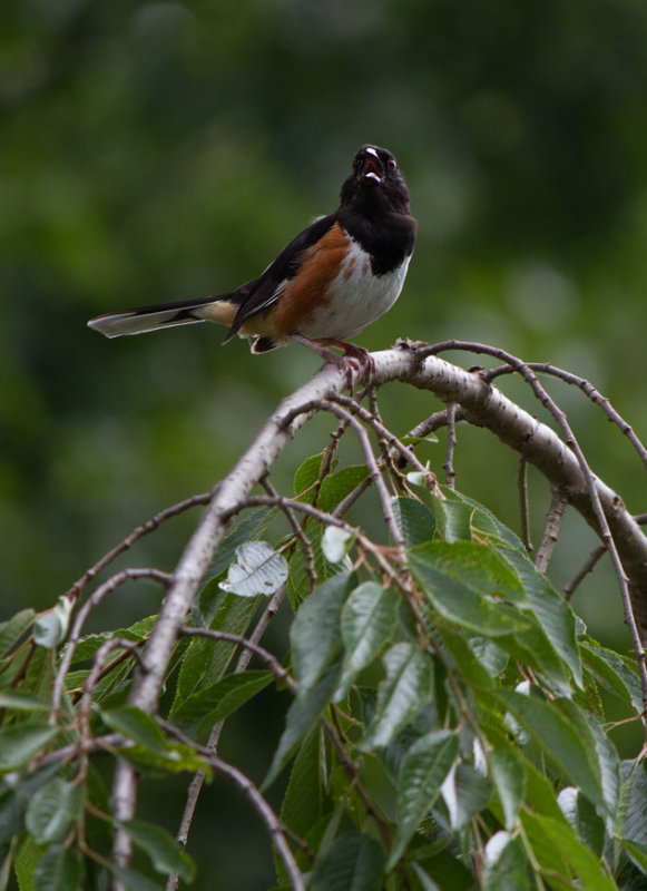 _MG_8362 Towhees are Loud