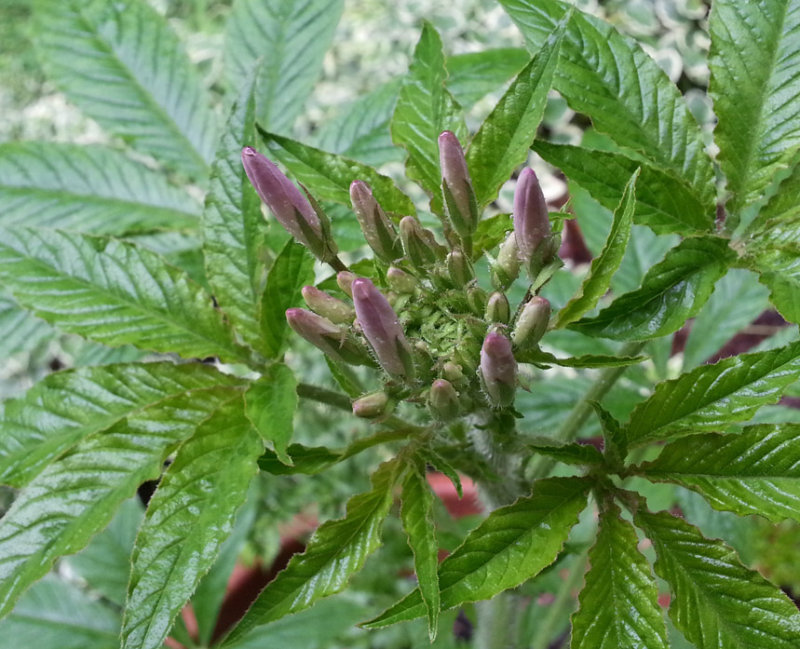 20130704_102719 Cleome Buds