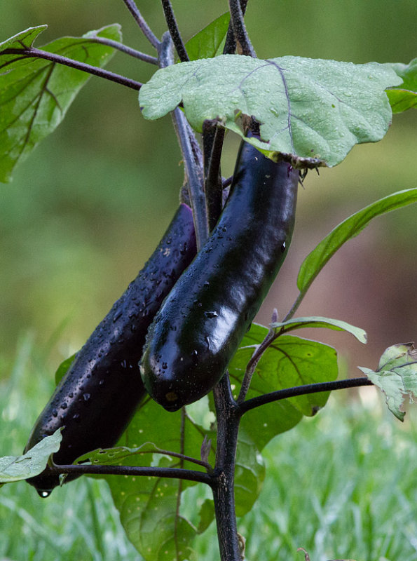 _MG_8591 Ichiban Eggplants