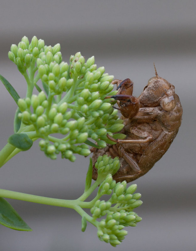 _MG_7627 Cicada Exoskeleton