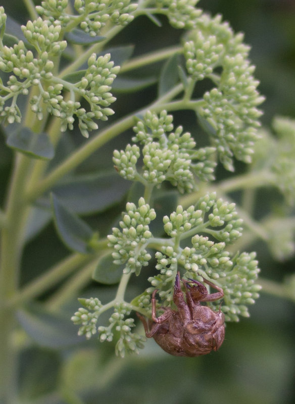 _7300017 Cicada Exoskeleton Small Crop