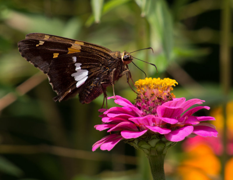 _8100050 Skipper on Zinnia