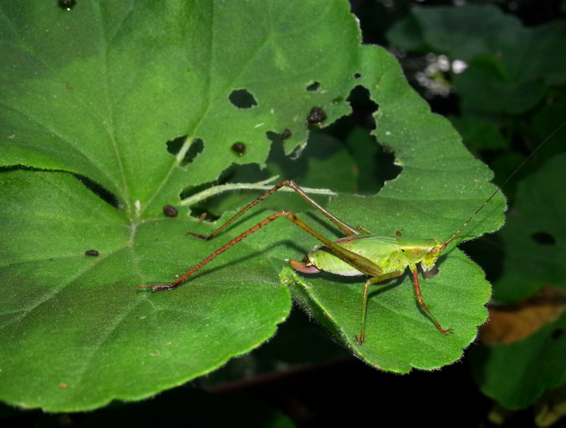 Welcome Unwelcome Visitor