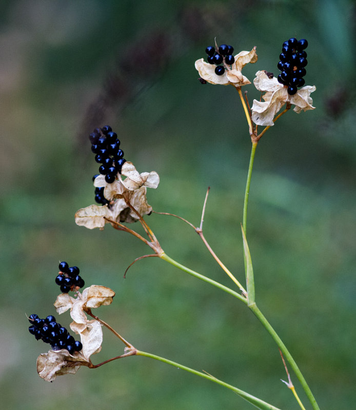_MG_8949 Blackberry Lily Seeds