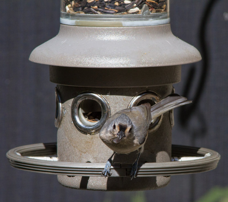 _MG_8993 Gutsy Titmouse