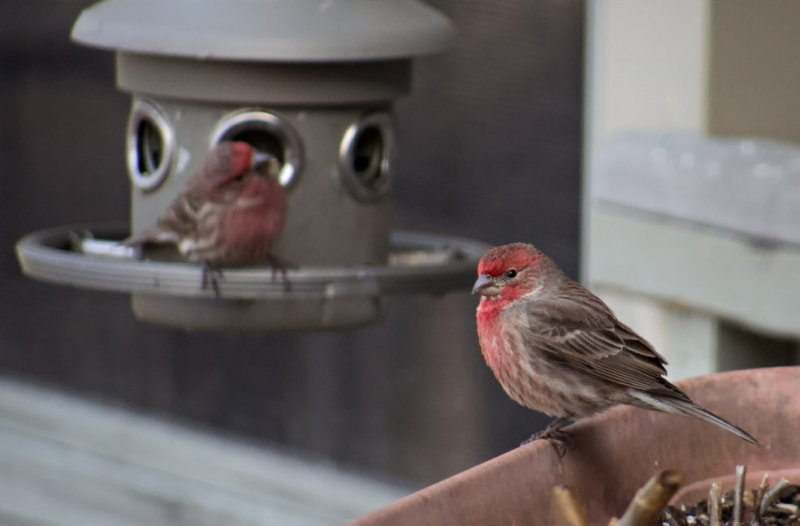 P1060005 House or Purple Finch