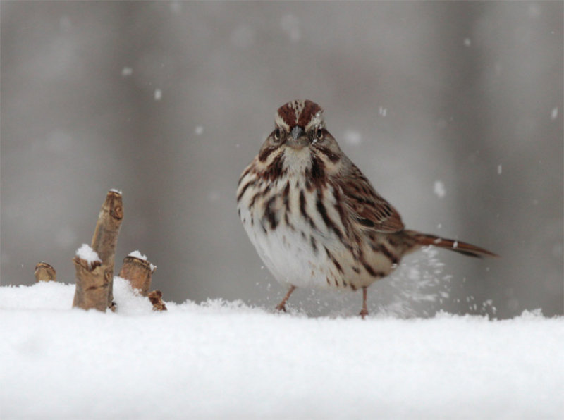 _MG_0056 Song Sparrow?
