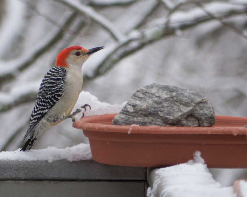 _1110247 Red Bellied Woodpecker