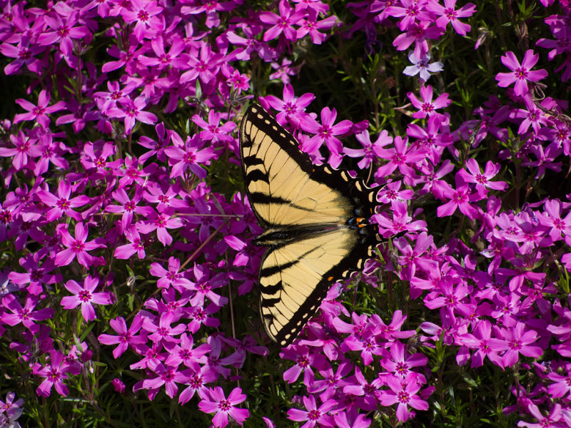 P4110132 Perfect Butterfly