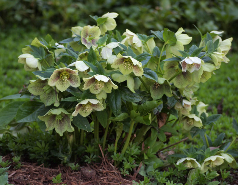 P4110154 Hellebores