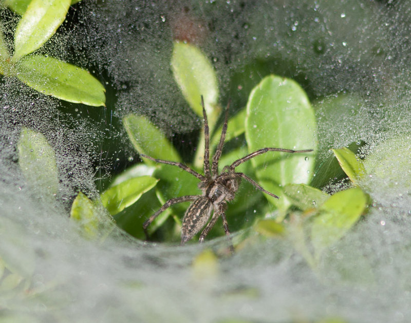 _MG_7887 Funnel Spider