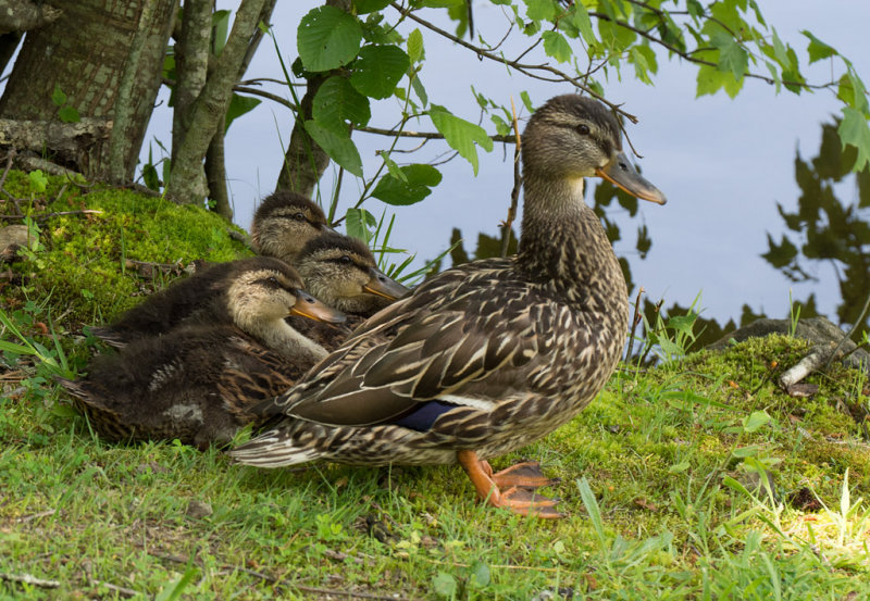 SIL80038 Mama Mallard and Ducklings