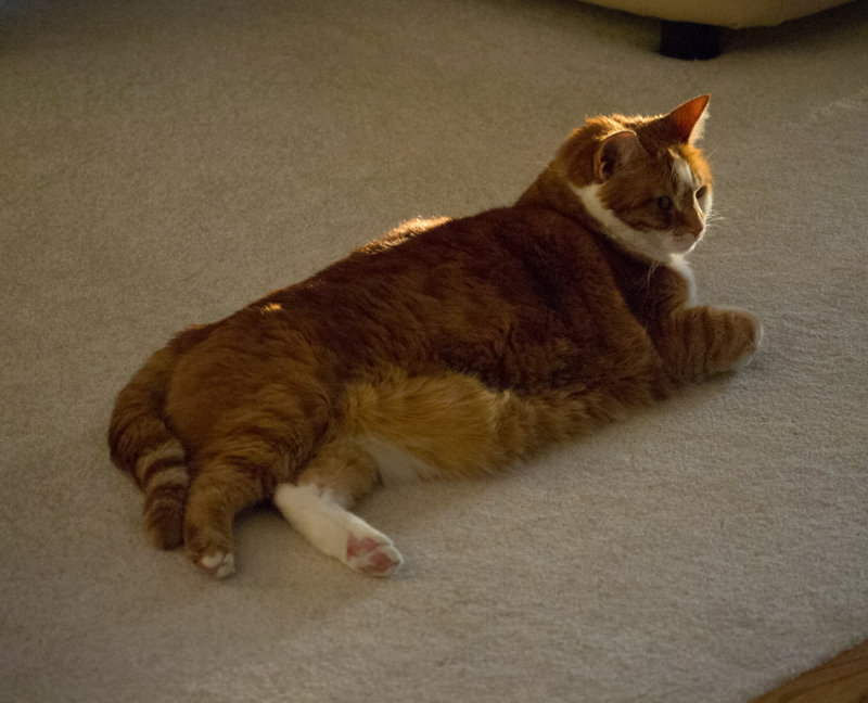 P4220158 Late Day Snooze