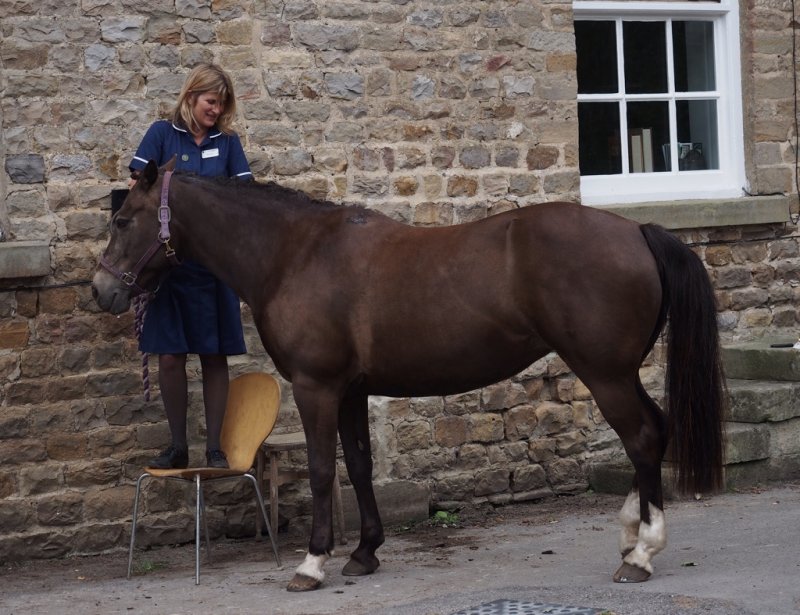 Horses Get the Best of Care at Patrick Brompton Hall