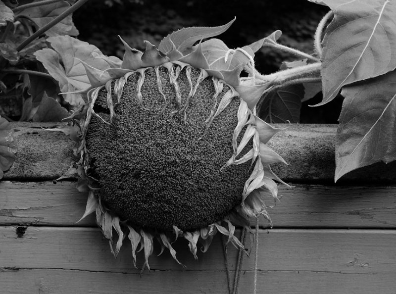 P1110346 forlorn sunflower