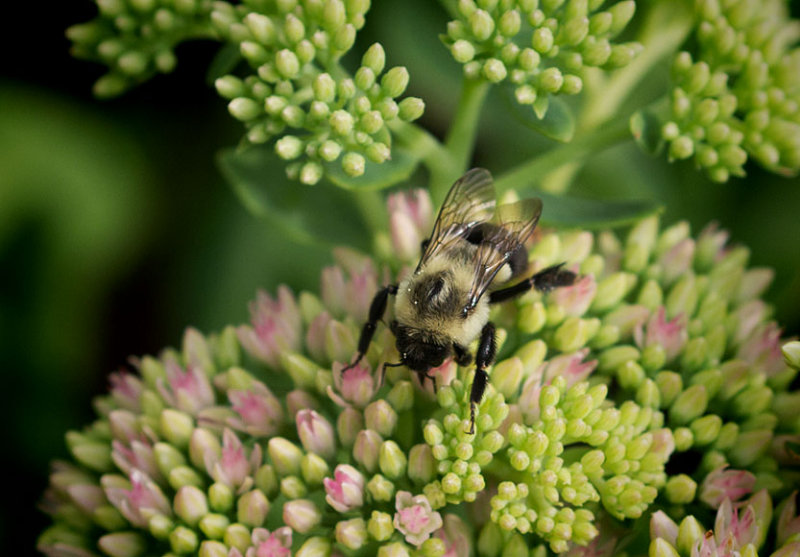 _1110793 Busy on sedum