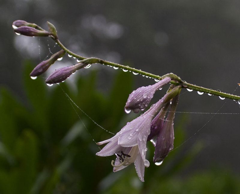 P9050008 Hosta after the rain