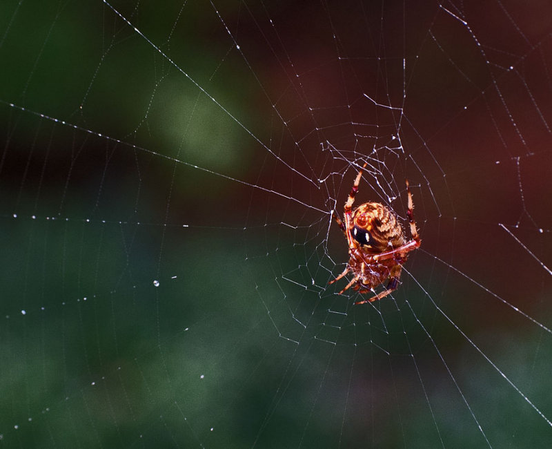 P9050032 Spider on web