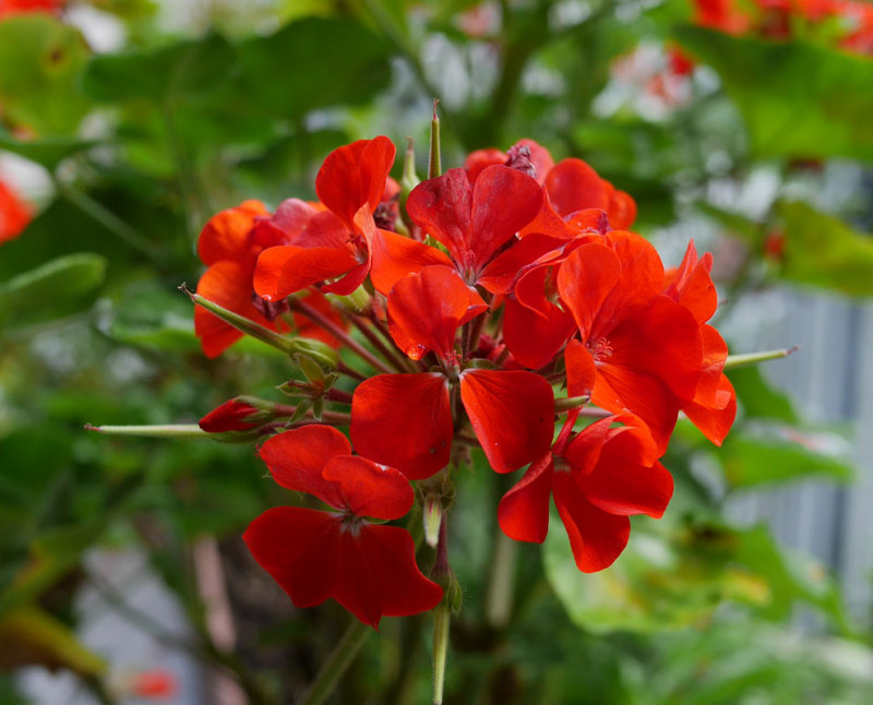 Gobsmacked by GX7 AWB Color of Orangey-Red Geranium!