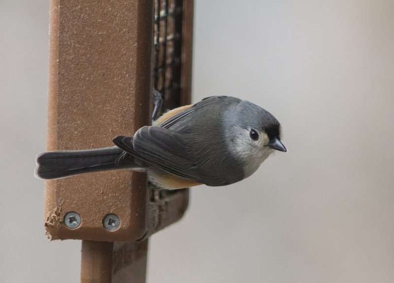 IMG_1414 Titmouse