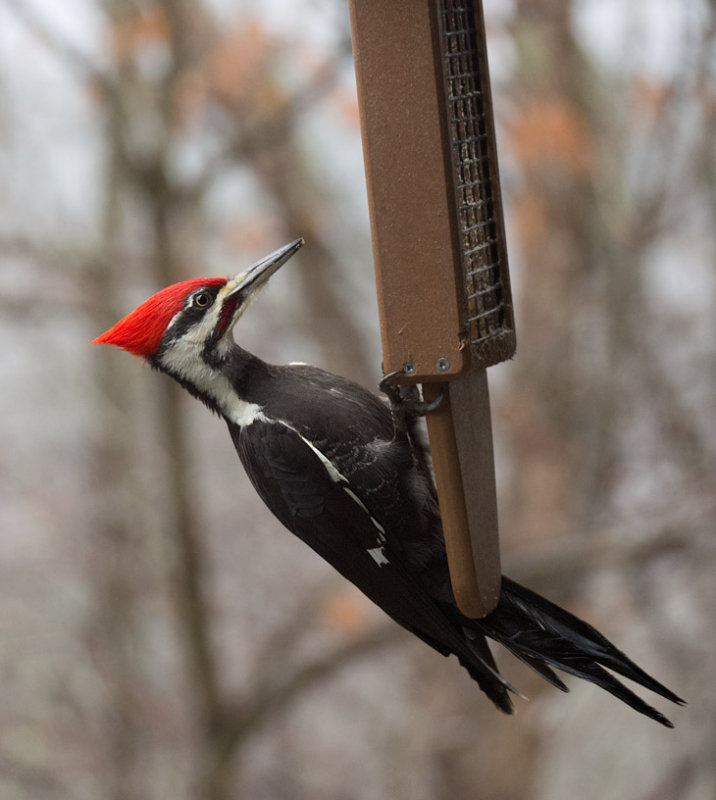 _1130018 Give me a gray day for bird pics