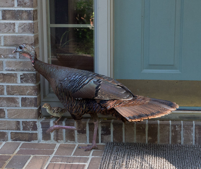 SIL30025 Mama Turkey and Poult