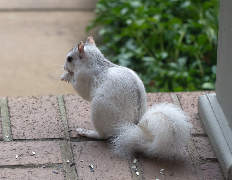 P1130401 White Squirrel Finds Seeds!