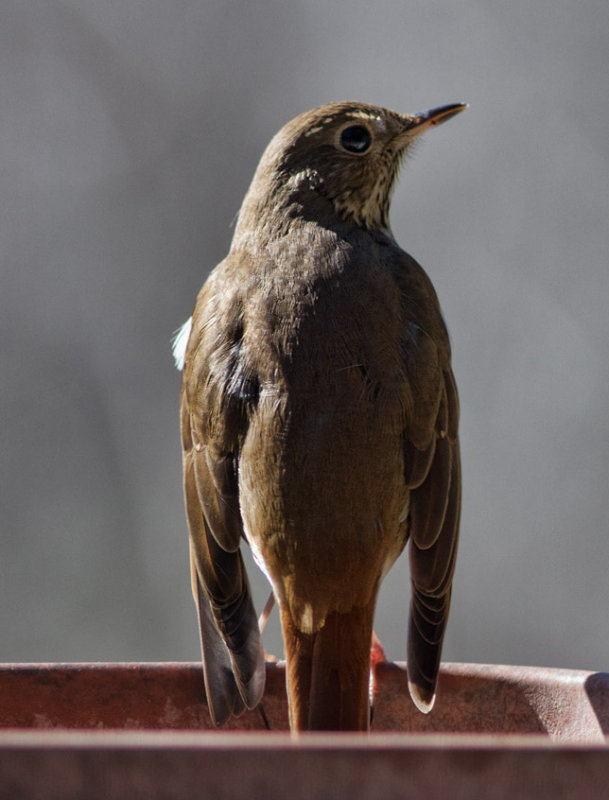 IMG_9644 Hermit Thrush